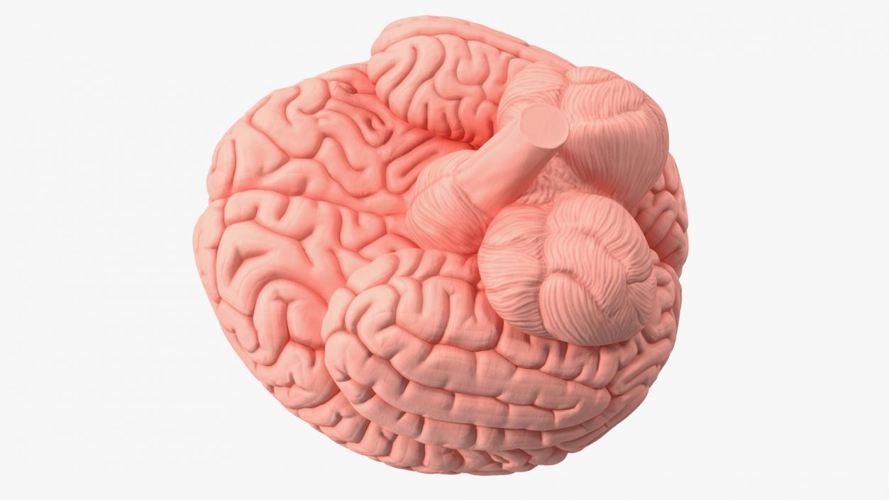 Human Brain Plastic 3D model