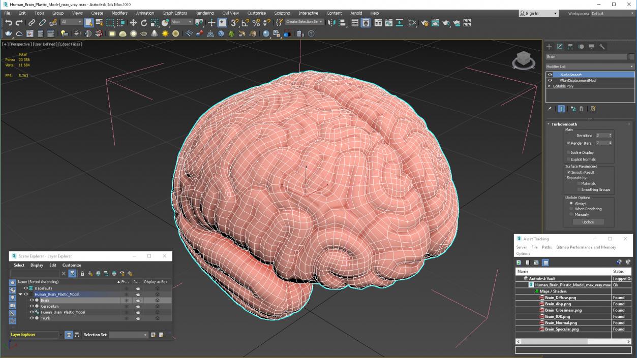 Human Brain Plastic 3D model