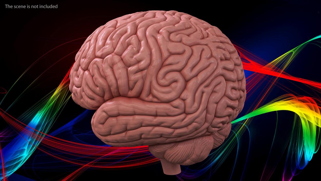 Human Brain Plastic 3D model