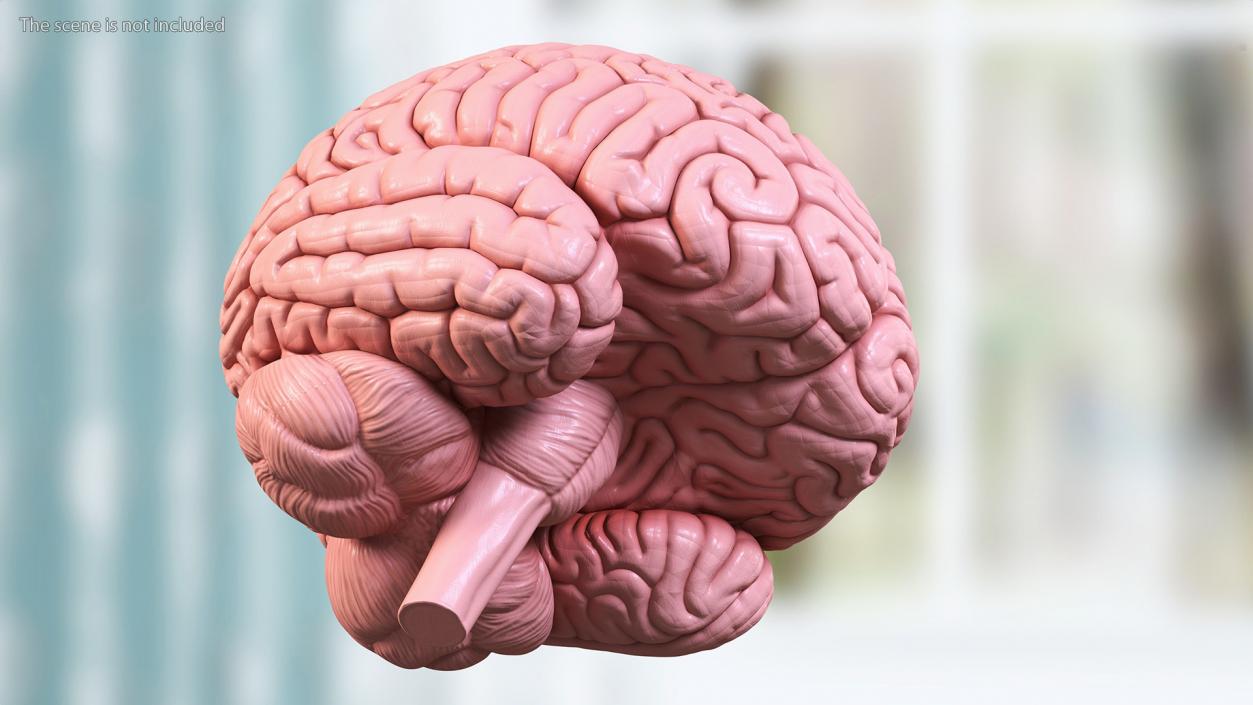 Human Brain Plastic 3D model