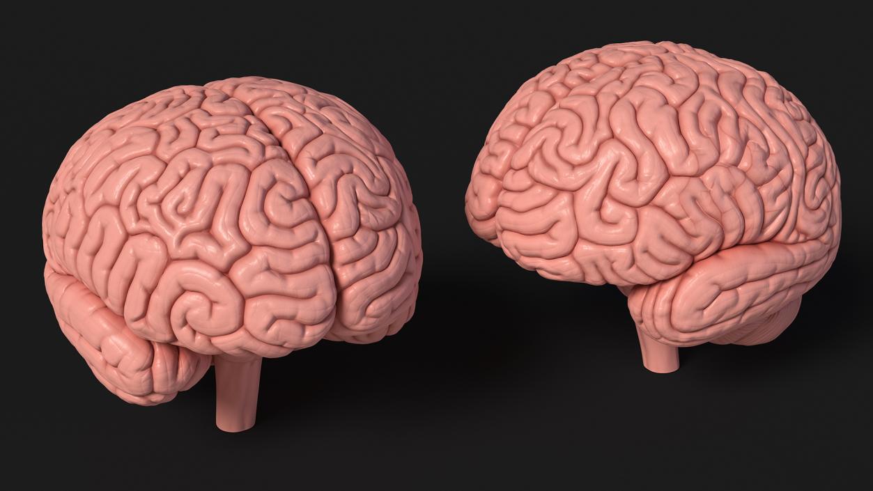 Human Brain Plastic 3D model