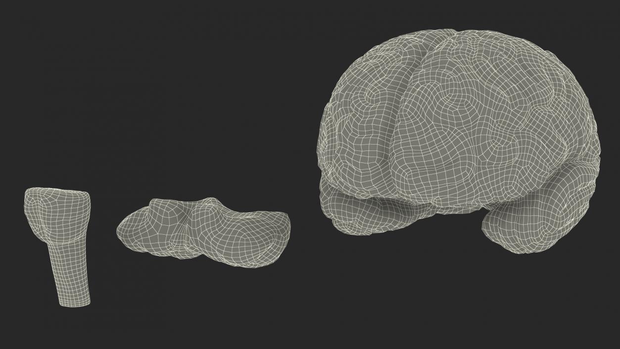 Human Brain Plastic 3D model