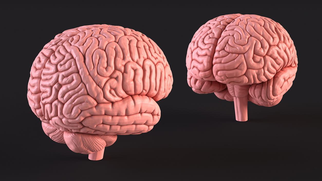 Human Brain Plastic 3D model