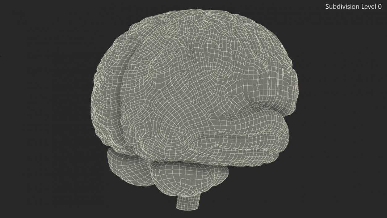 Human Brain Plastic 3D model