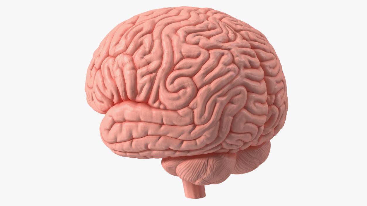 Human Brain Plastic 3D model