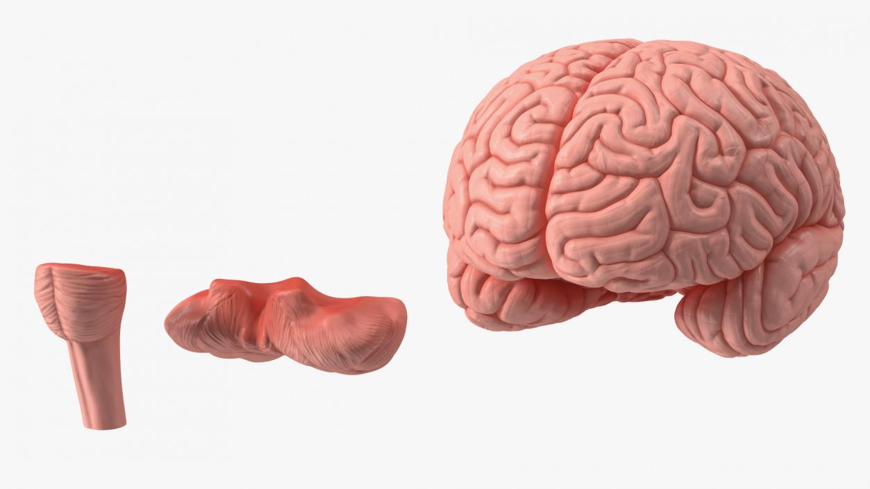 Human Brain Plastic 3D model