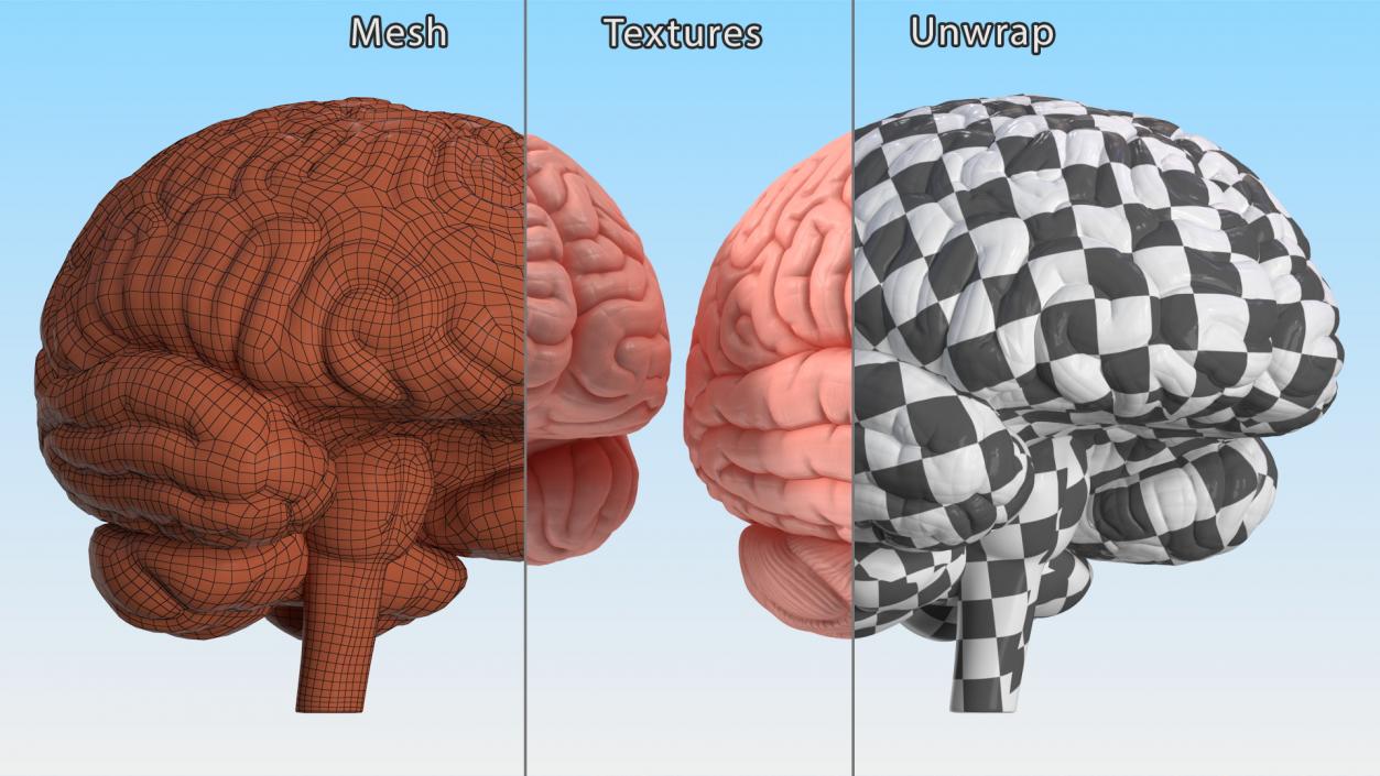 Human Brain Plastic 3D model