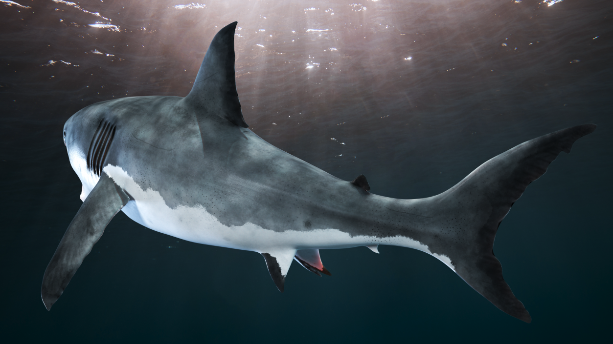 Great White Shark Blood Stained With Open Mouth 3D