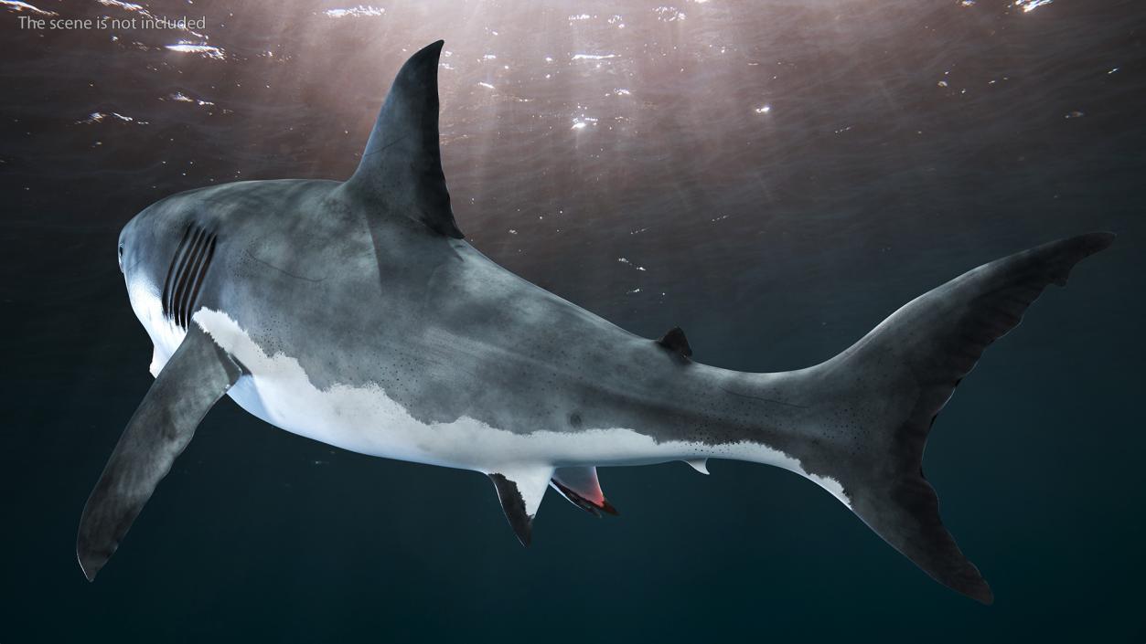 Great White Shark Blood Stained With Open Mouth 3D