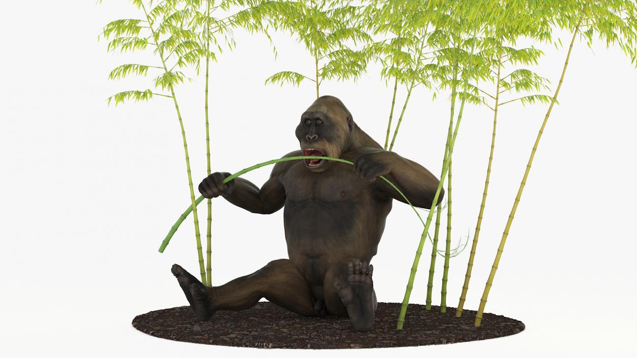 Big Ape Gigantopithecus Eats Bamboo Plants 3D