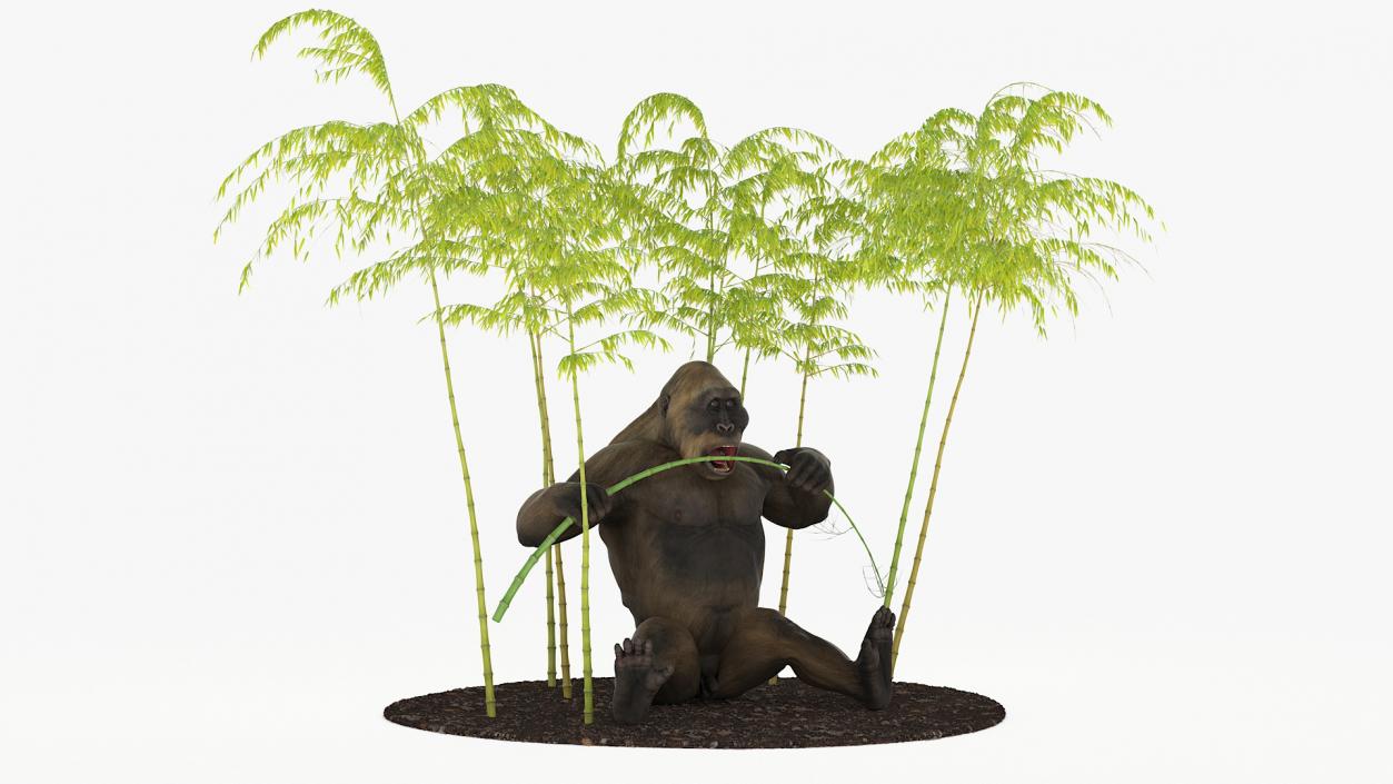 Big Ape Gigantopithecus Eats Bamboo Plants 3D