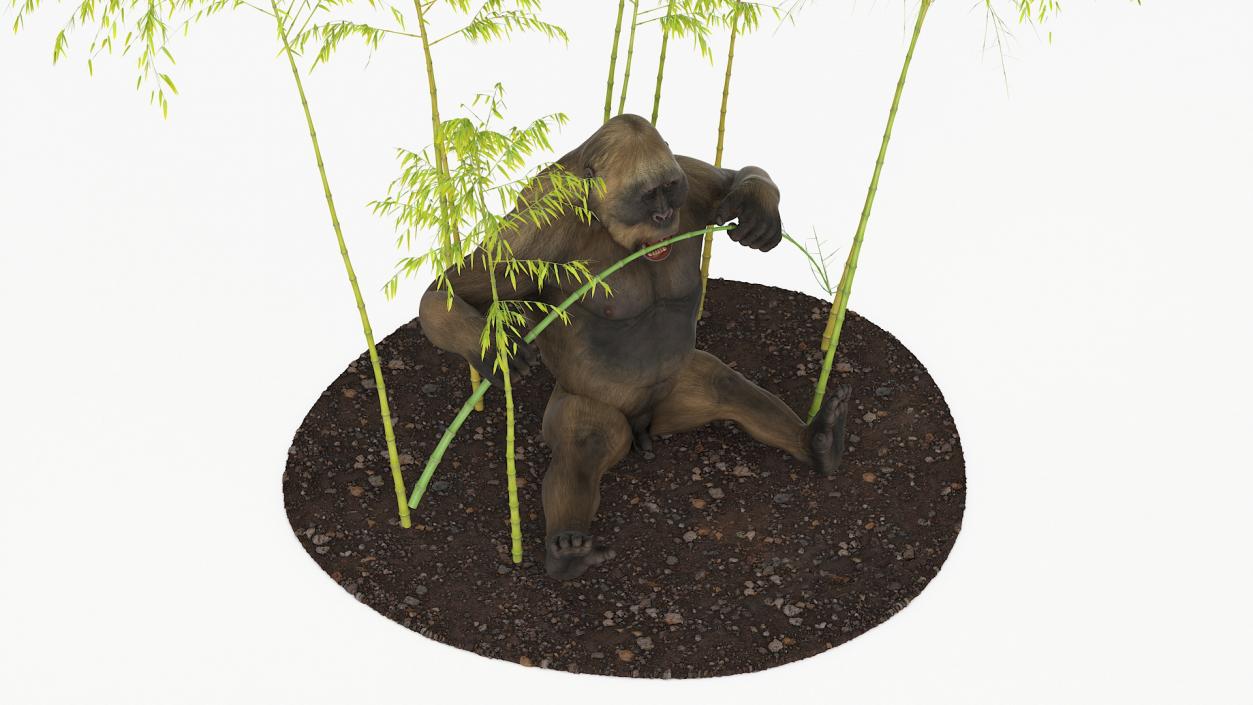 Big Ape Gigantopithecus Eats Bamboo Plants 3D