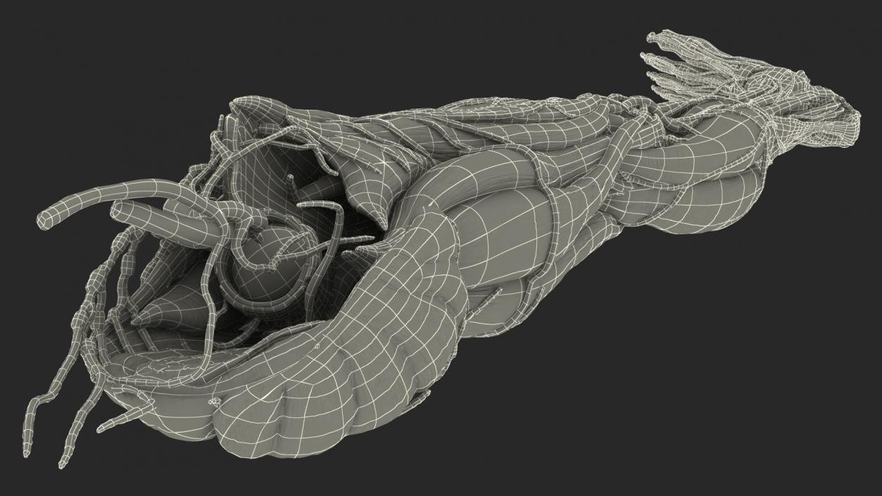 3D Male Leg Full Anatomy