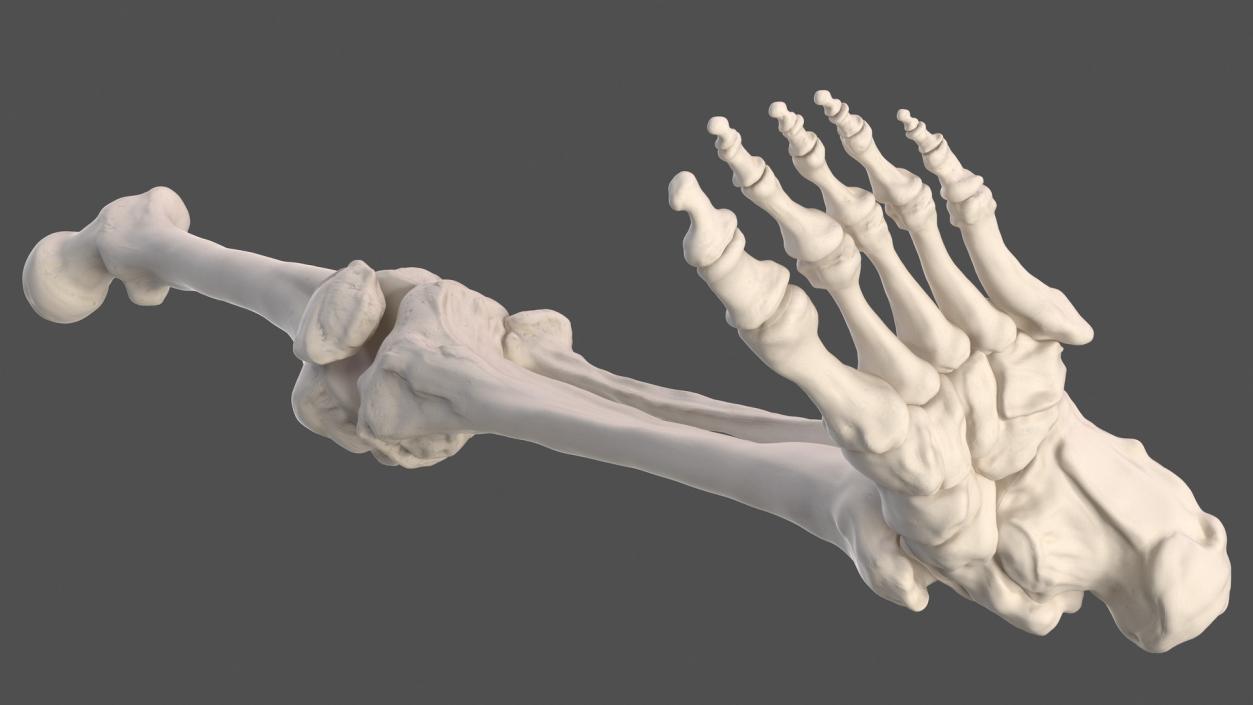 3D Male Leg Full Anatomy