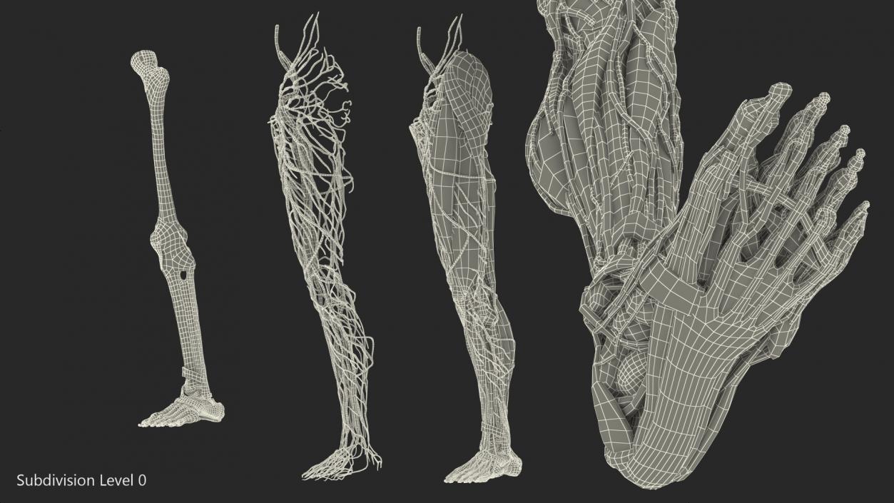 3D Male Leg Full Anatomy