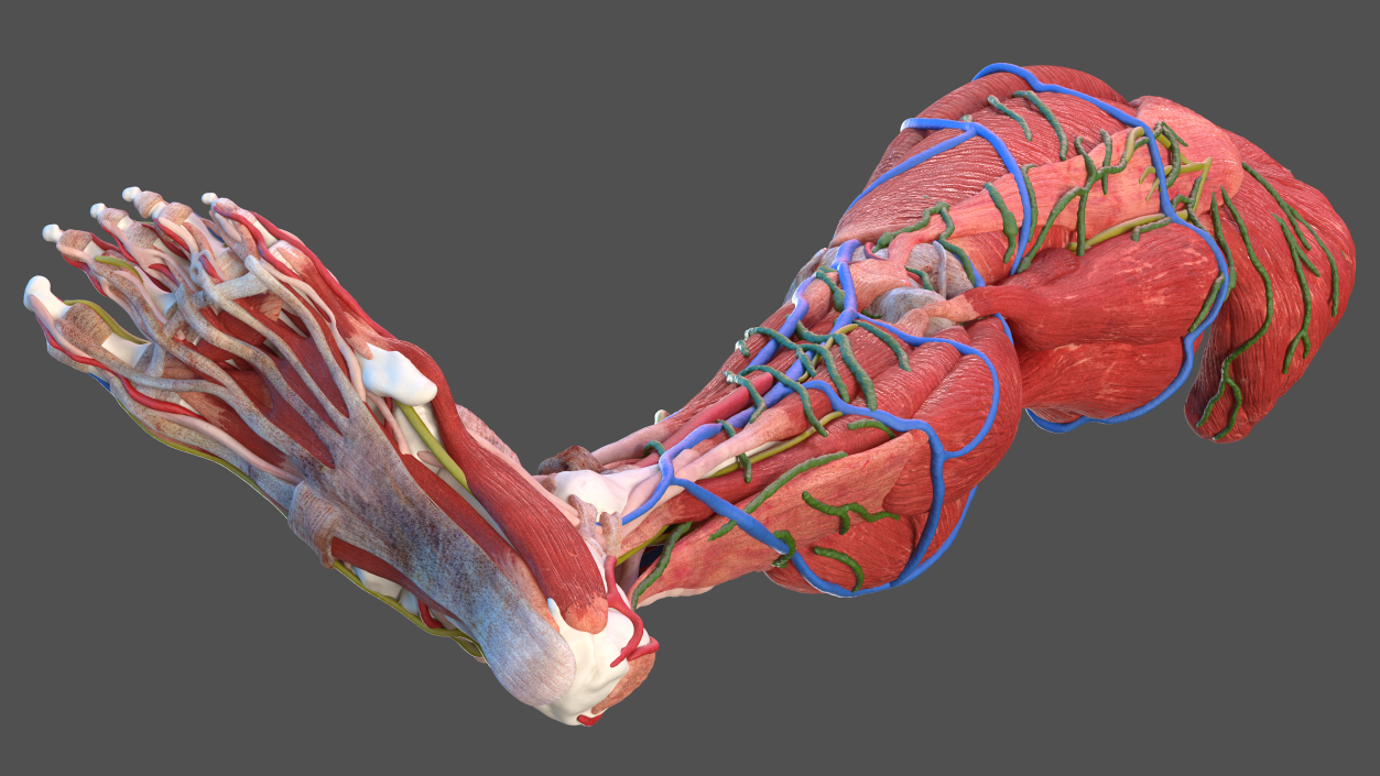 3D Male Leg Full Anatomy