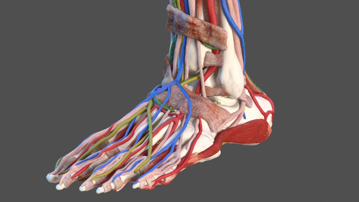 3D Male Leg Full Anatomy