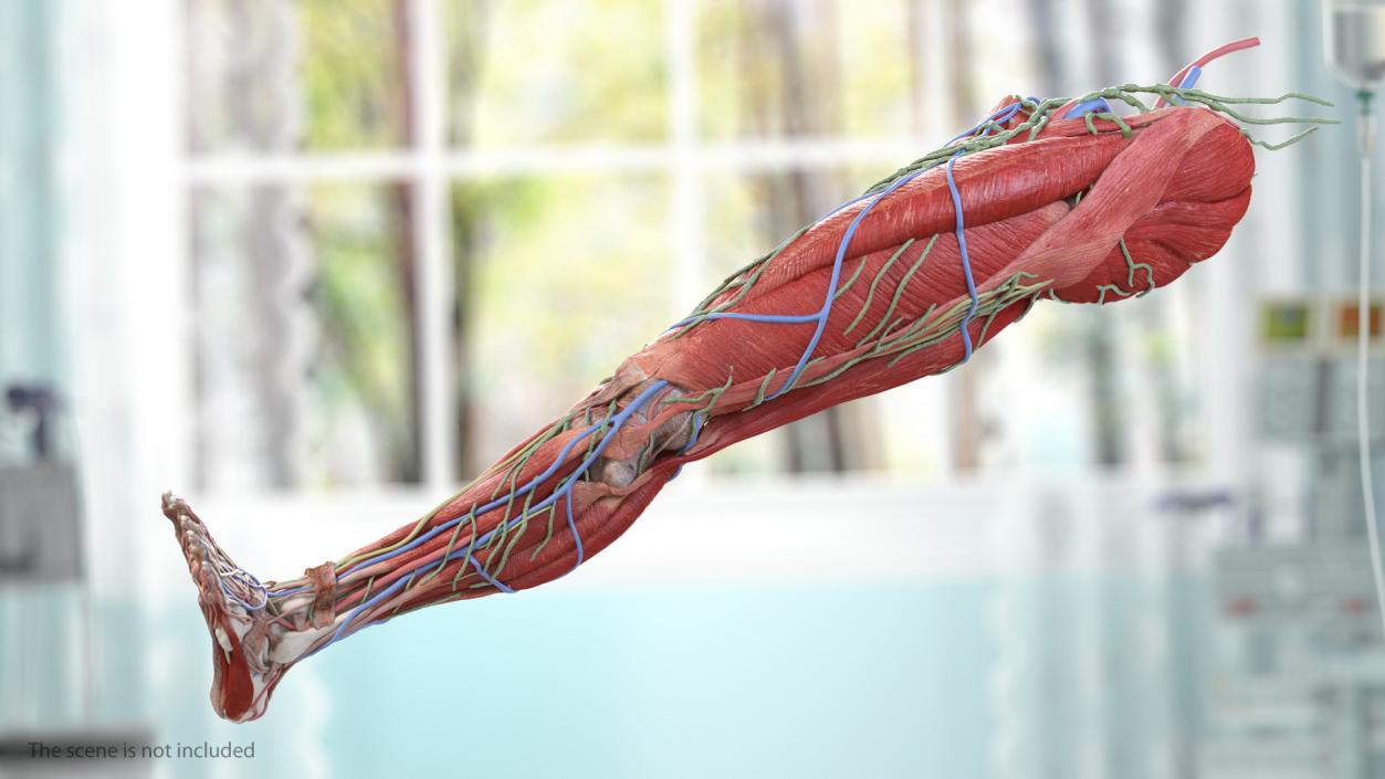 3D Male Leg Full Anatomy