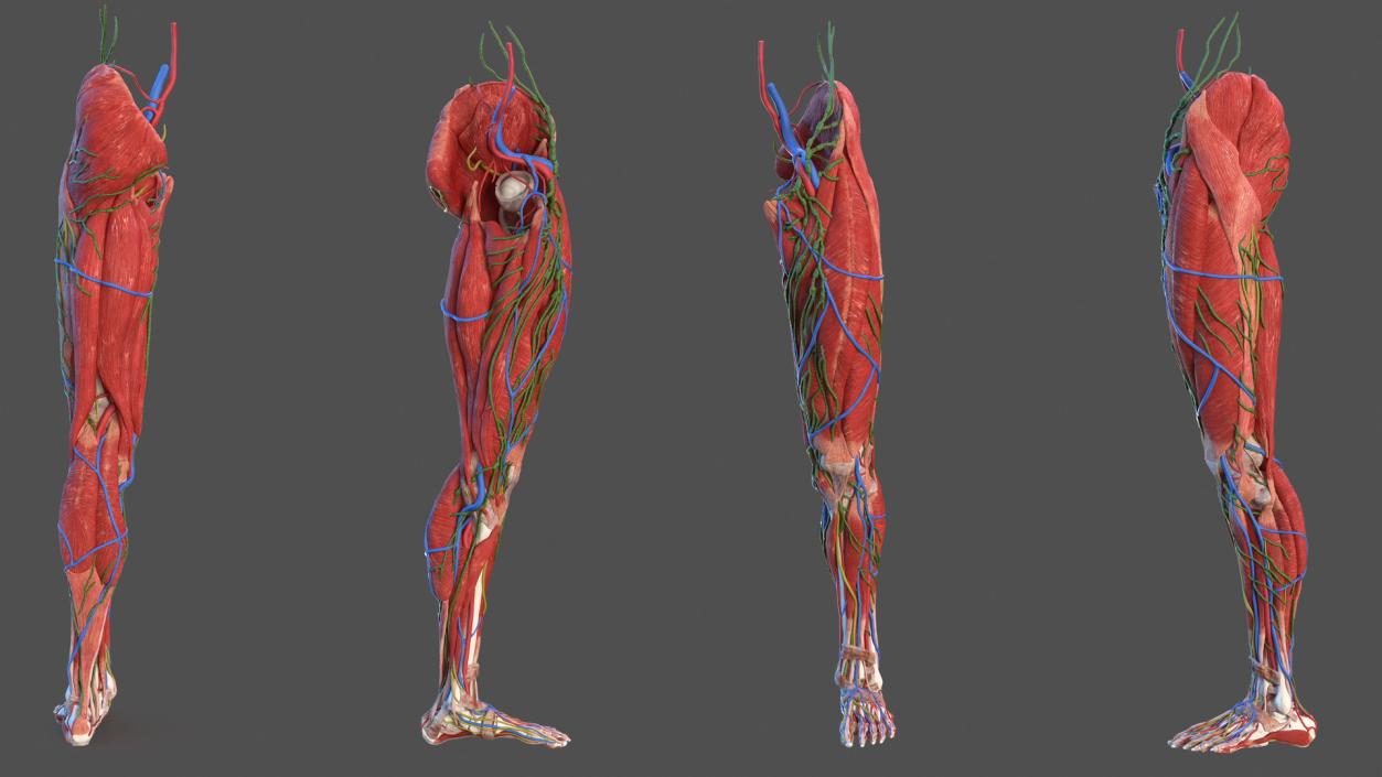 3D Male Leg Full Anatomy