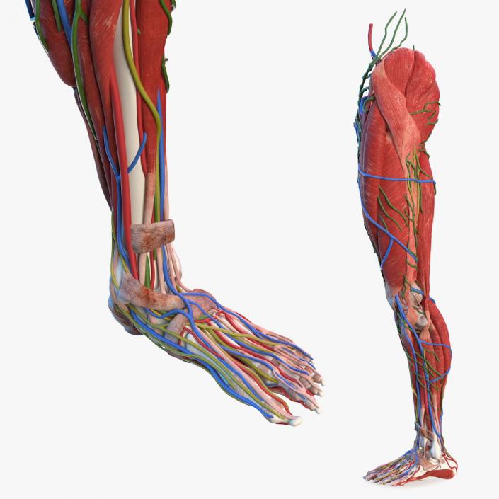 3D Male Leg Full Anatomy