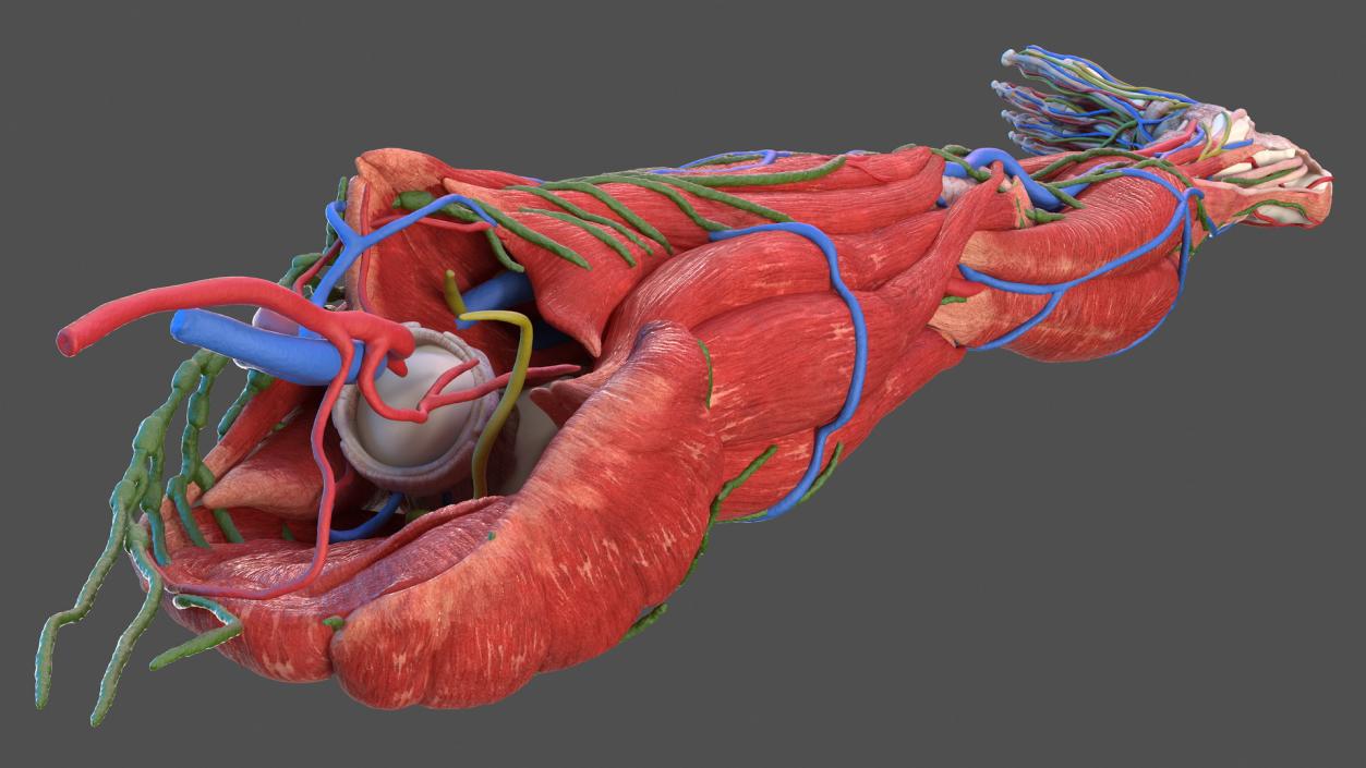 3D Male Leg Full Anatomy