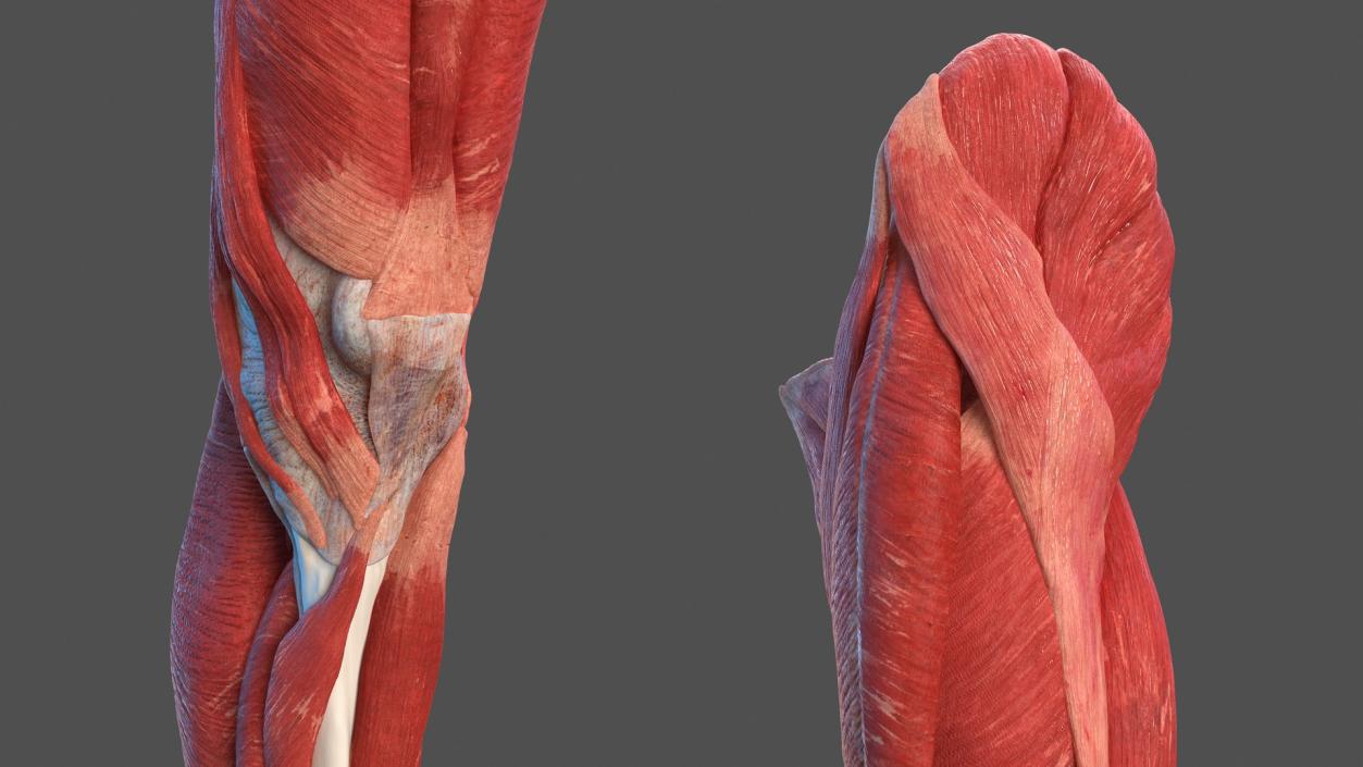 3D Male Leg Full Anatomy