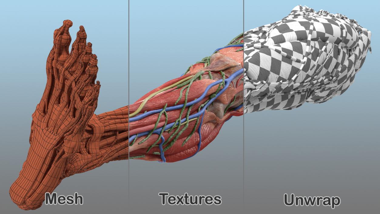 3D Male Leg Full Anatomy