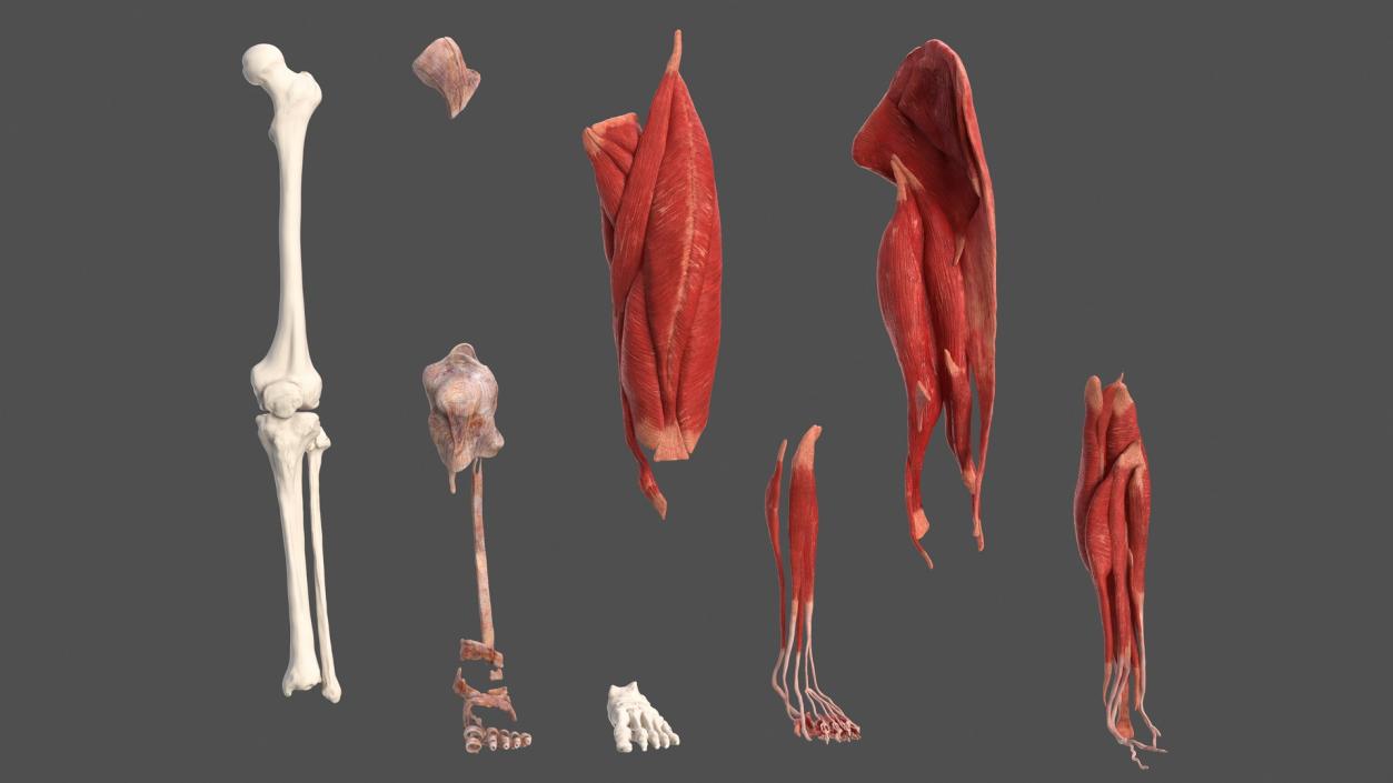 3D Male Leg Full Anatomy