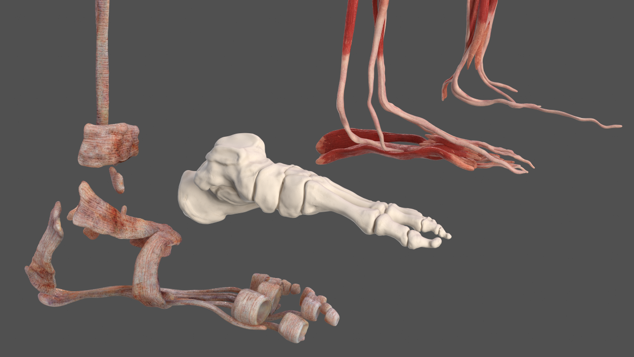 3D Male Leg Full Anatomy