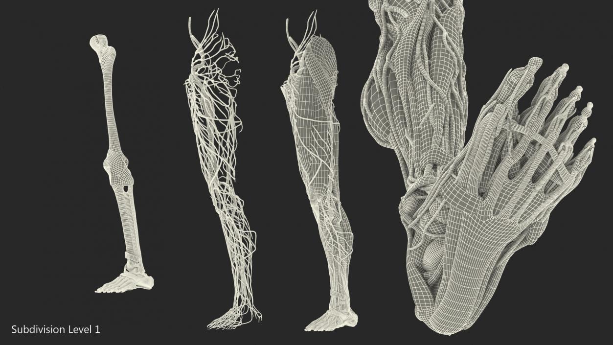 3D Male Leg Full Anatomy