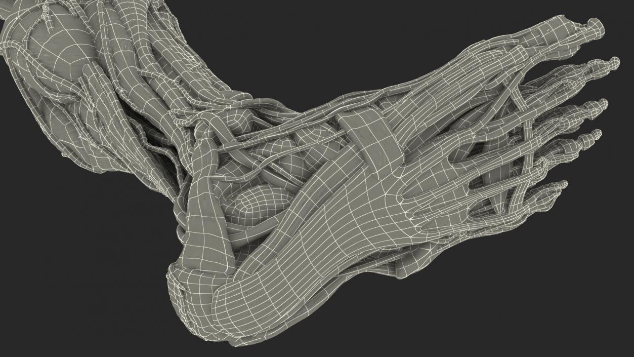 3D Male Leg Full Anatomy