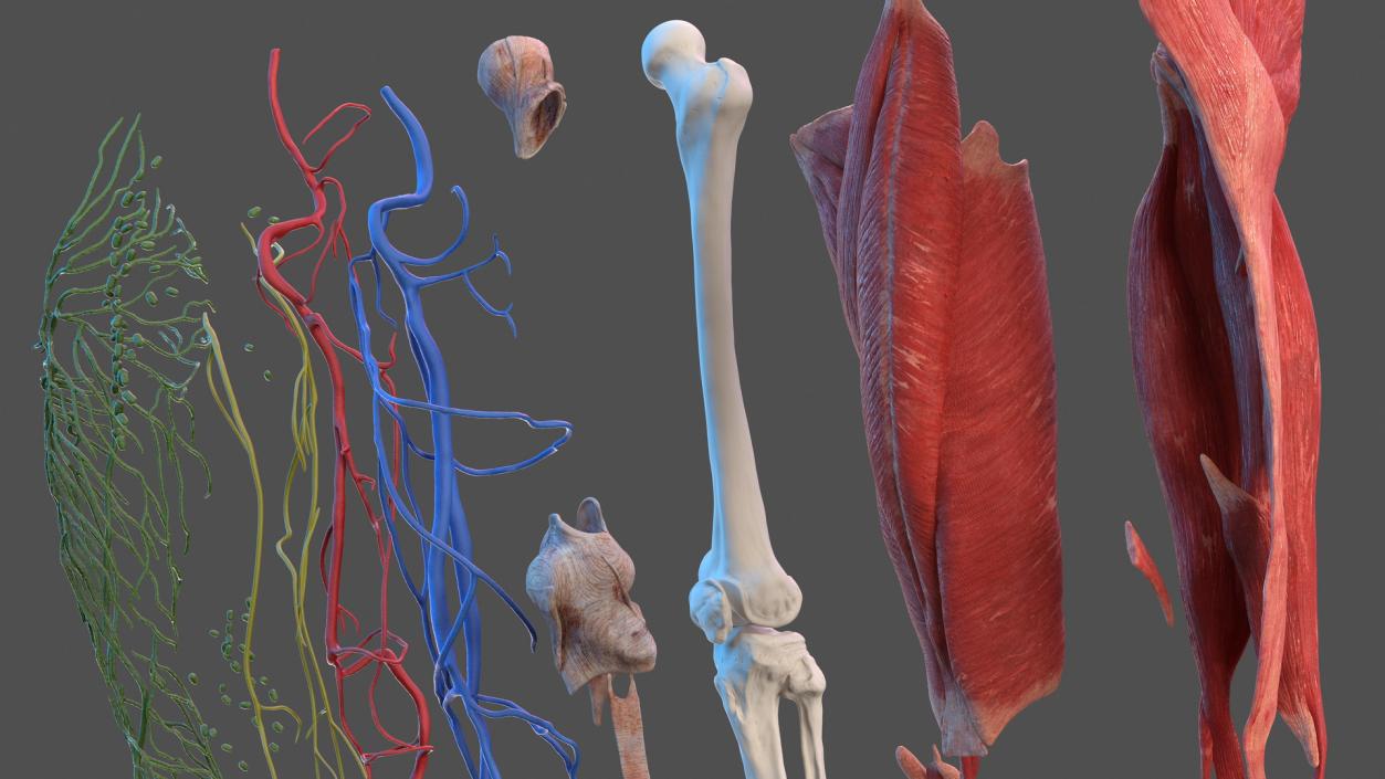 3D Male Leg Full Anatomy