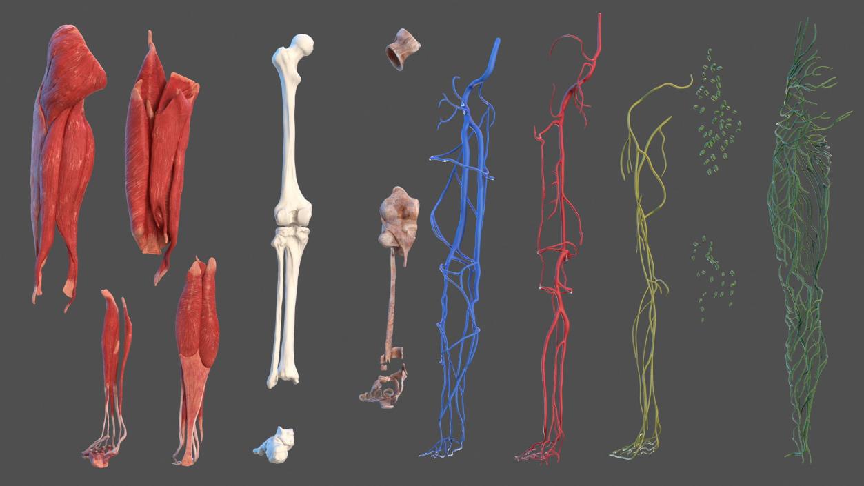 3D Male Leg Full Anatomy