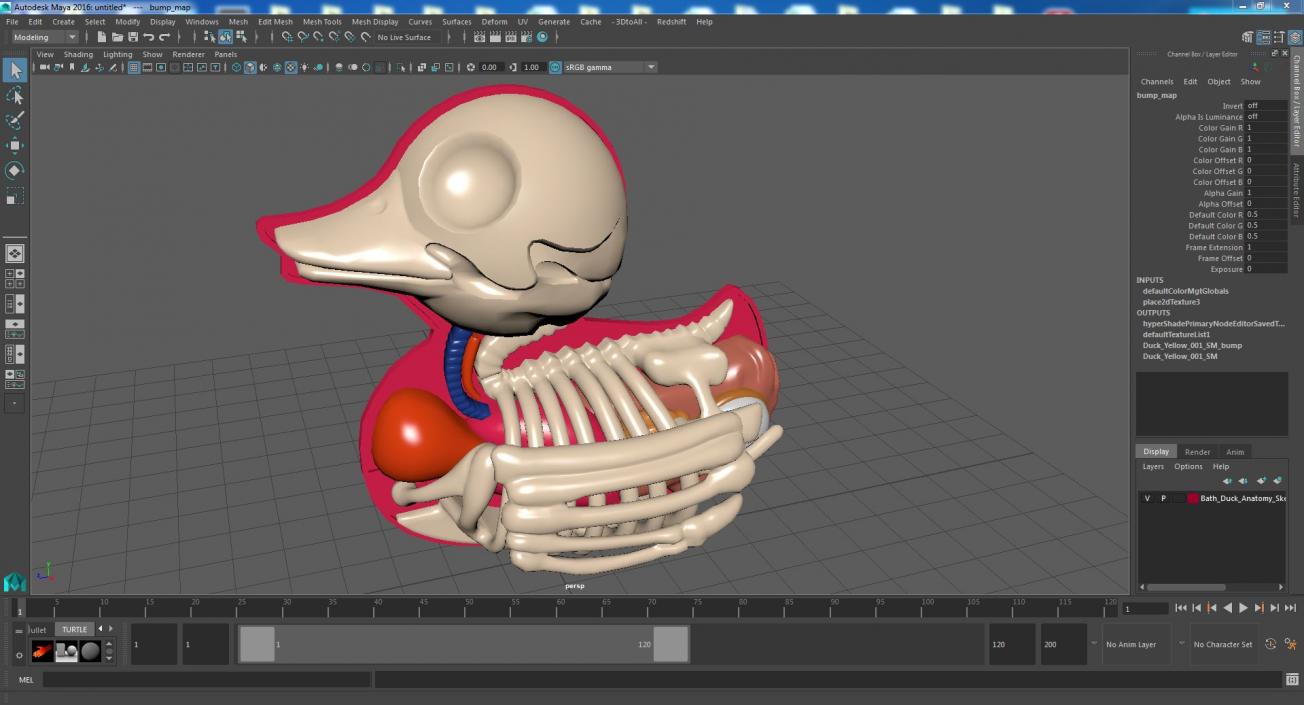 3D Bath Duck Anatomy Skeleton