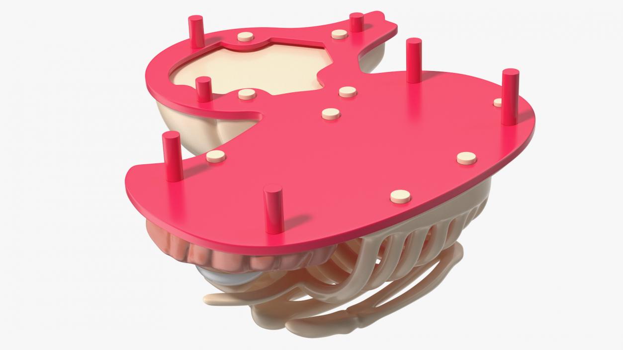 3D Bath Duck Anatomy Skeleton