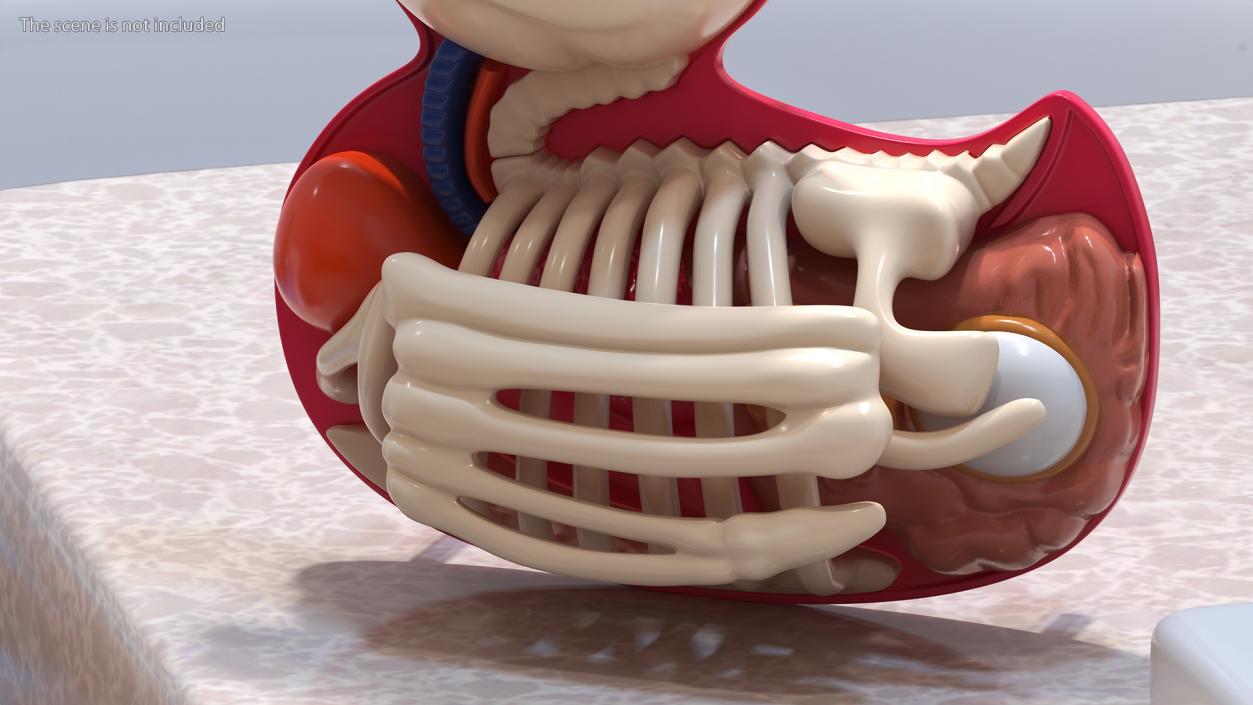 3D Bath Duck Anatomy Skeleton