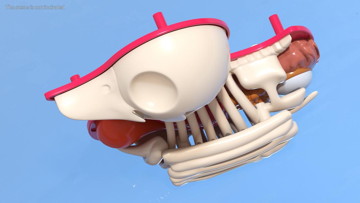 3D Bath Duck Anatomy Skeleton