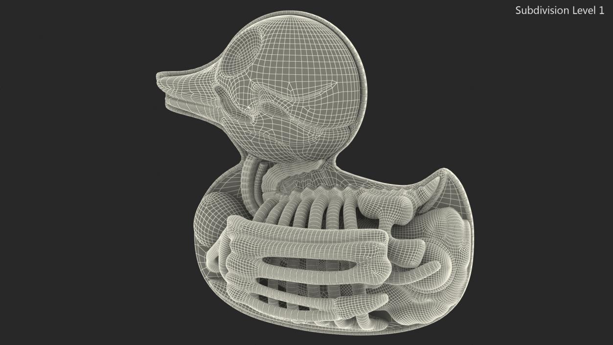 3D Bath Duck Anatomy Skeleton