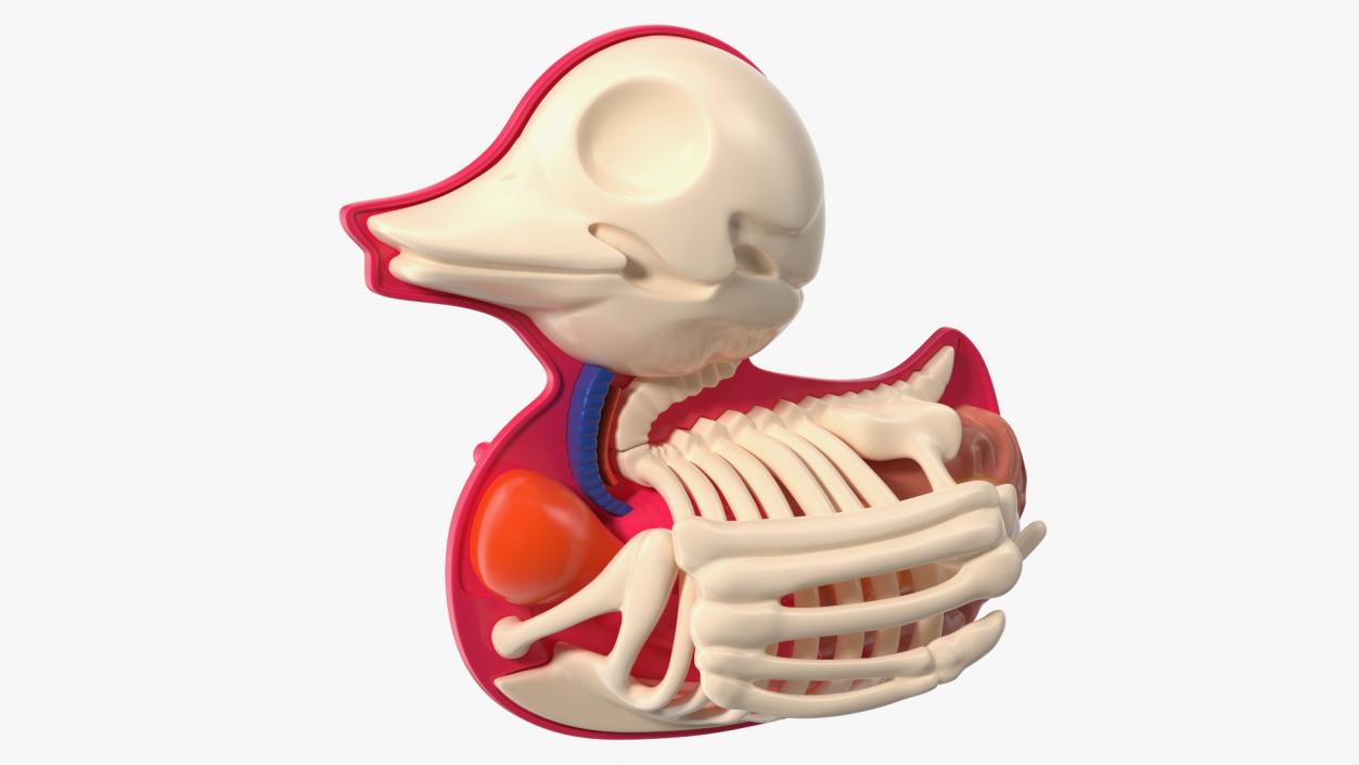 3D Bath Duck Anatomy Skeleton