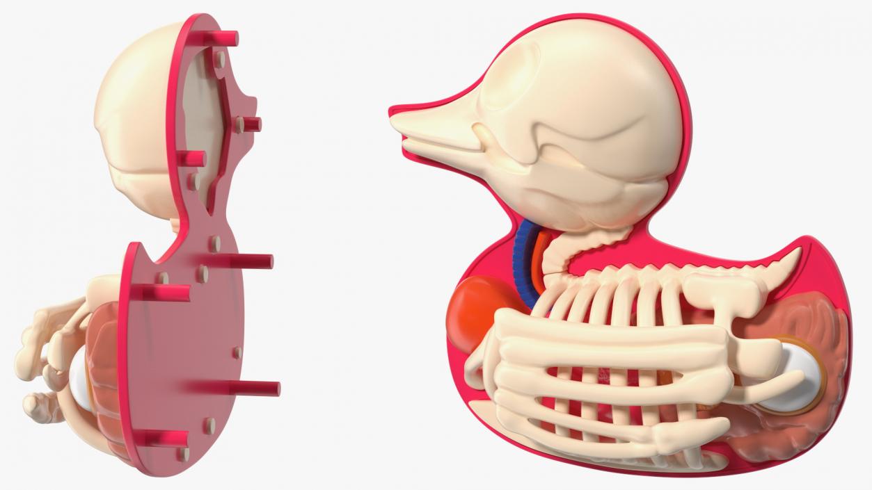 3D Bath Duck Anatomy Skeleton