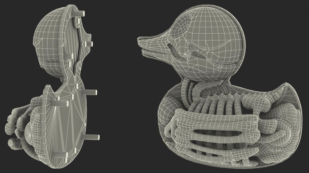 3D Bath Duck Anatomy Skeleton