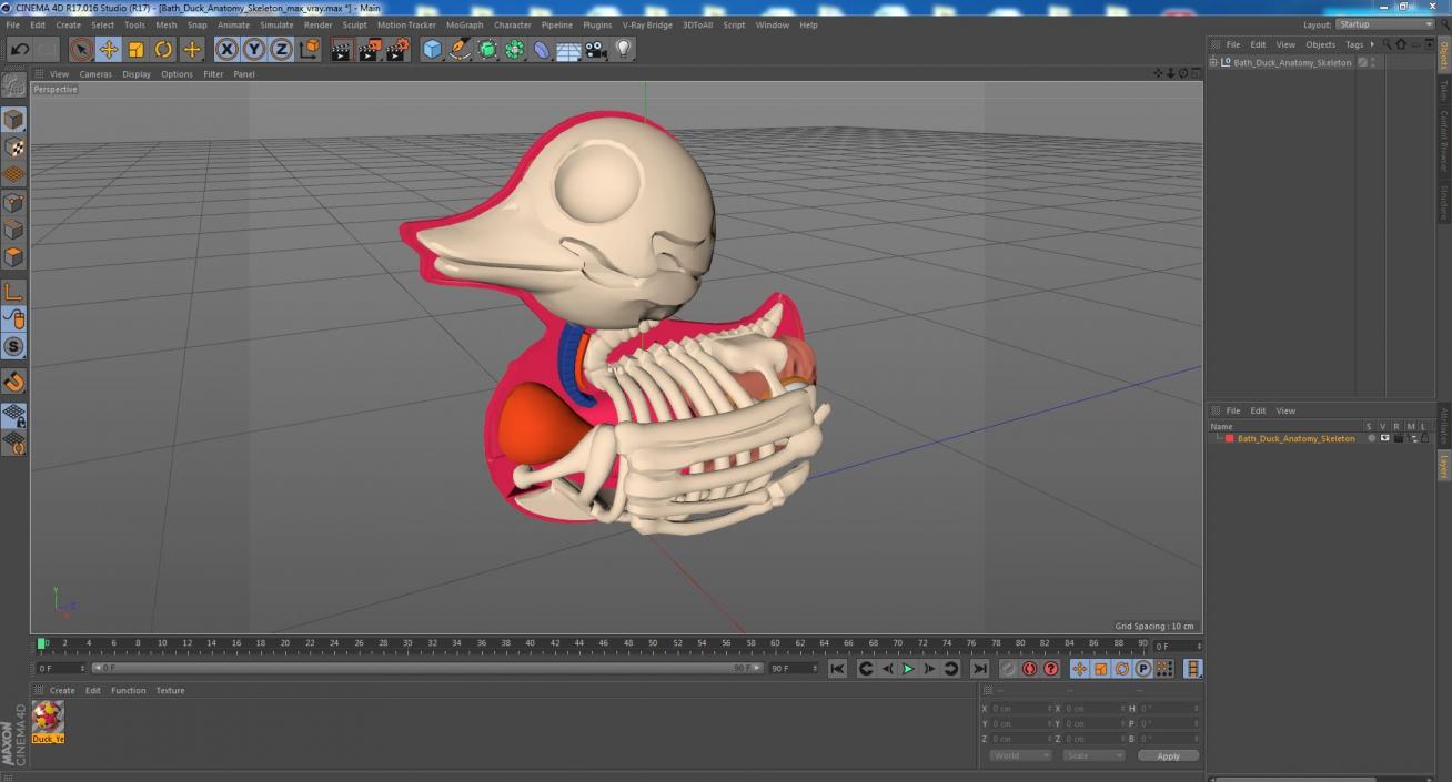 3D Bath Duck Anatomy Skeleton