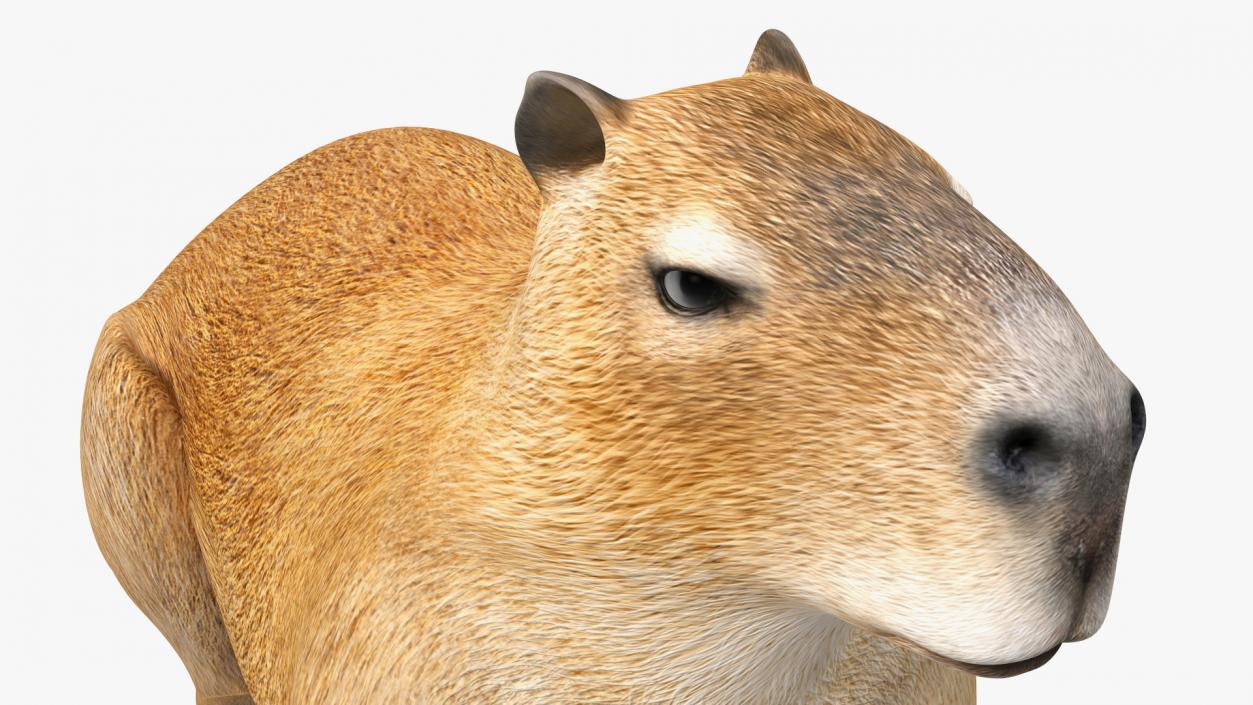 Capybara Lying Pose 3D model