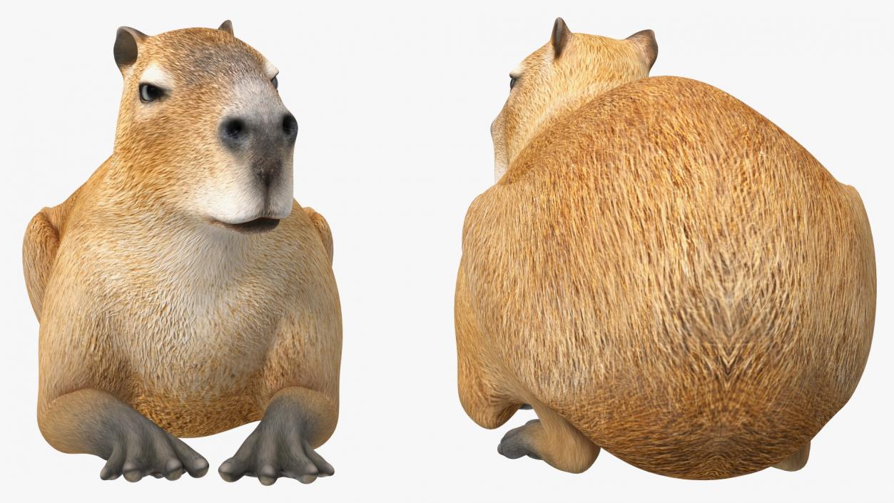 Capybara Lying Pose 3D model