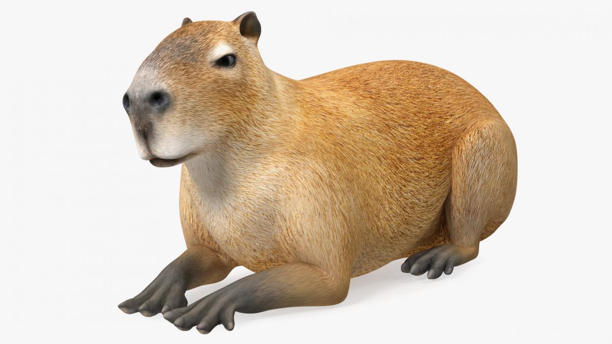 Capybara Lying Pose 3D model