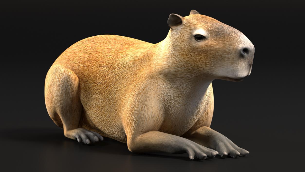 Capybara Lying Pose 3D model