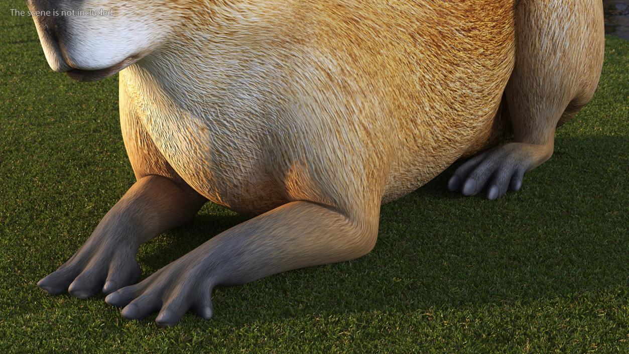 Capybara Lying Pose 3D model