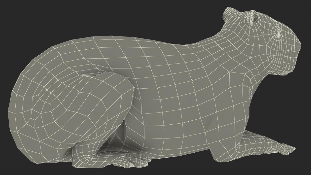 Capybara Lying Pose 3D model