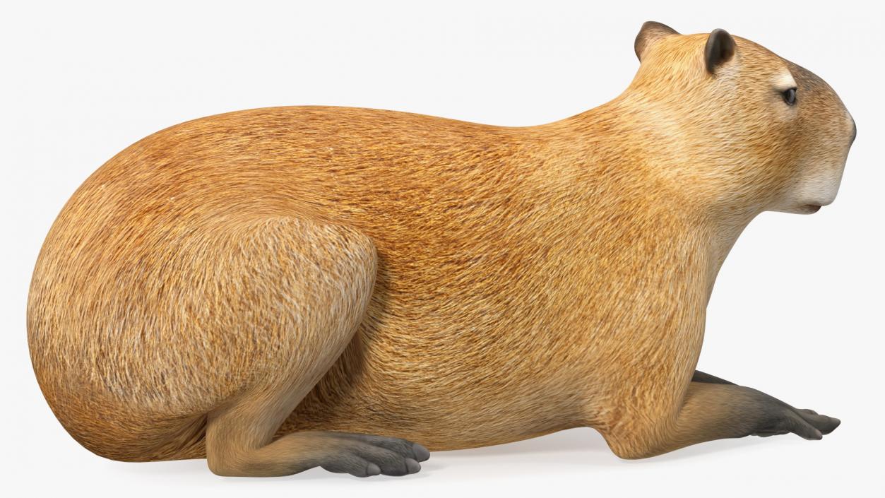 Capybara Lying Pose 3D model