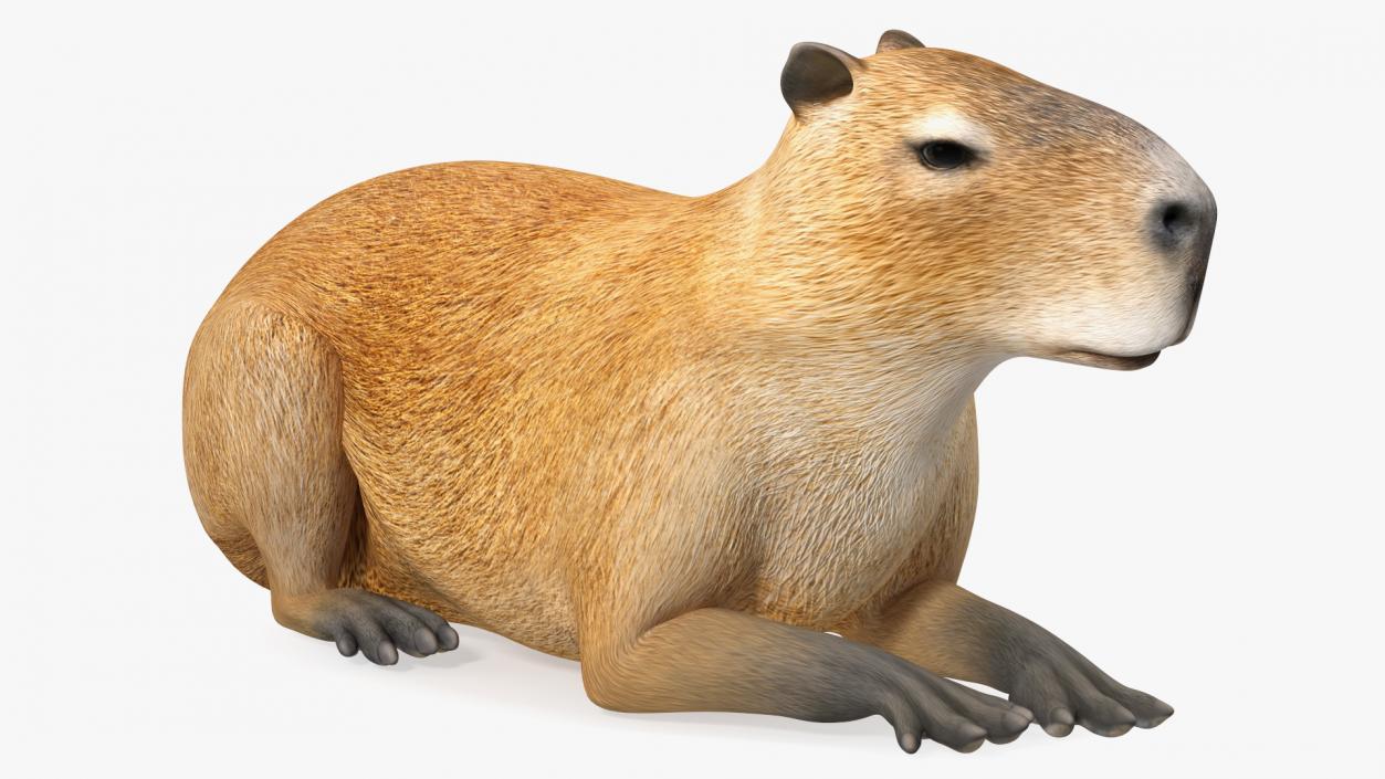 Capybara Lying Pose 3D model